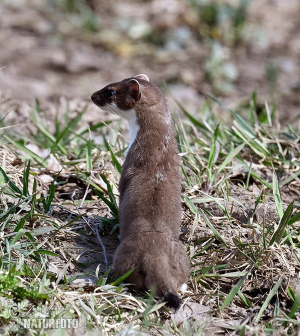 Mustela erminea (Mustela erminea)