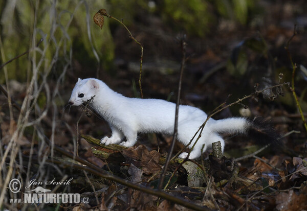 Mustela erminea (Mustela erminea)