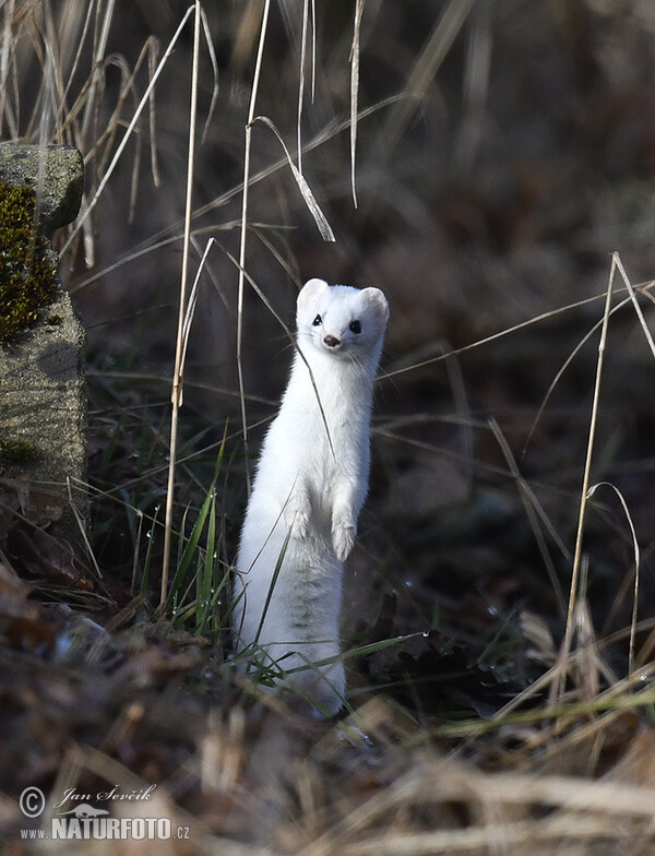 Mustela erminea (Mustela erminea)