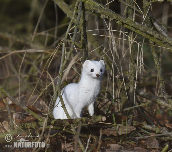 Mustela erminea (Mustela erminea)