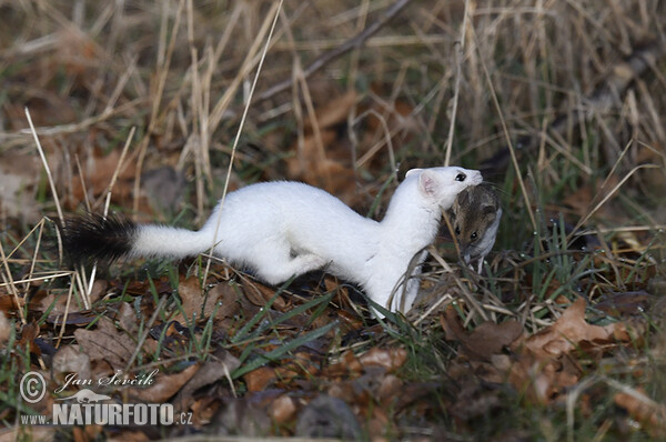 Mustela erminea (Mustela erminea)