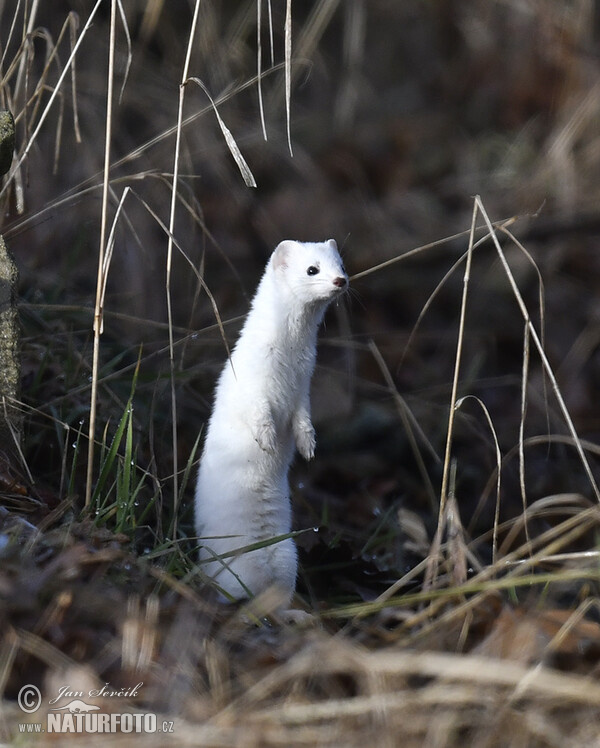 Mustela erminea (Mustela erminea)