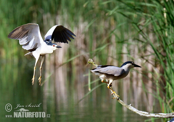 Nachtreiher (Nycticorax nycticorax)