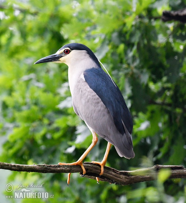 Nachtreiher (Nycticorax nycticorax)