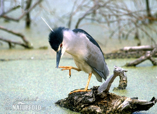 Nachtreiher (Nycticorax nycticorax)