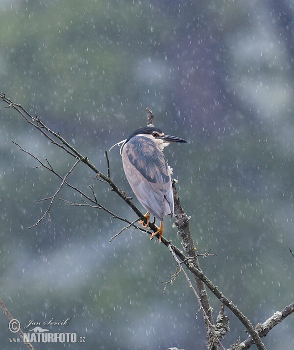 Nachtreiher (Nycticorax nycticorax)