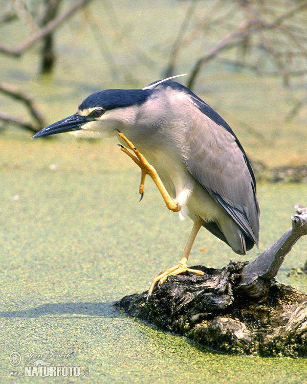 Nachtreiher (Nycticorax nycticorax)