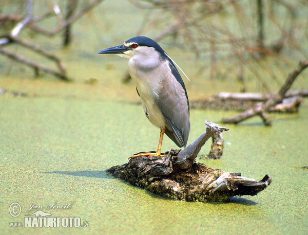 Nachtreiher (Nycticorax nycticorax)