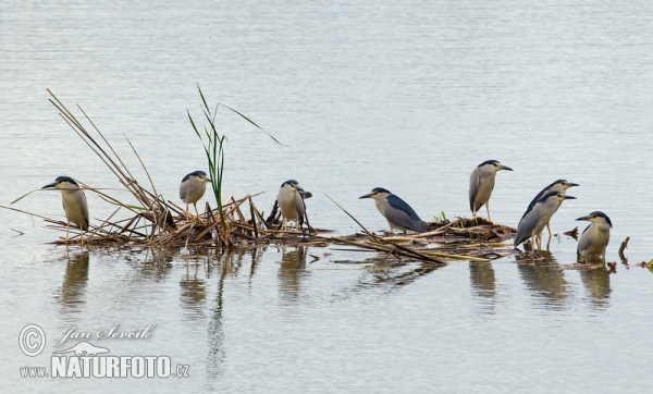 Nachtreiher (Nycticorax nycticorax)