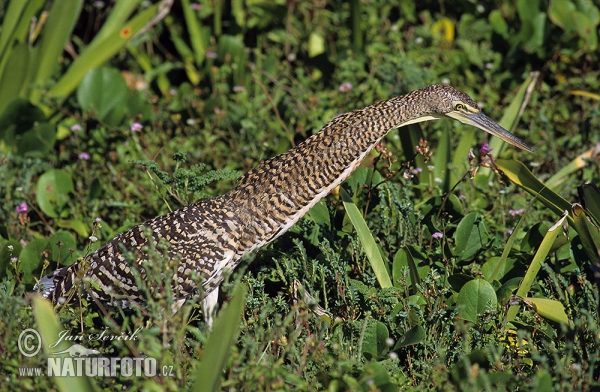 Nacktkehlreiher (Tigrisoma mexicanum)