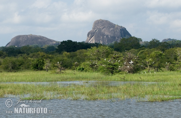 Nationalpark Yala (CL)