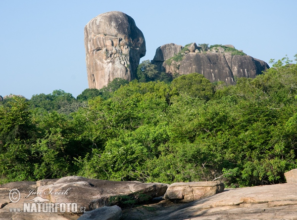 Nationalpark Yala (CL)