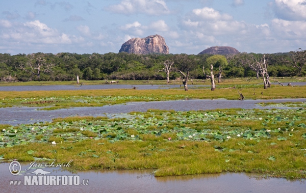 Nationalpark Yala (CL)