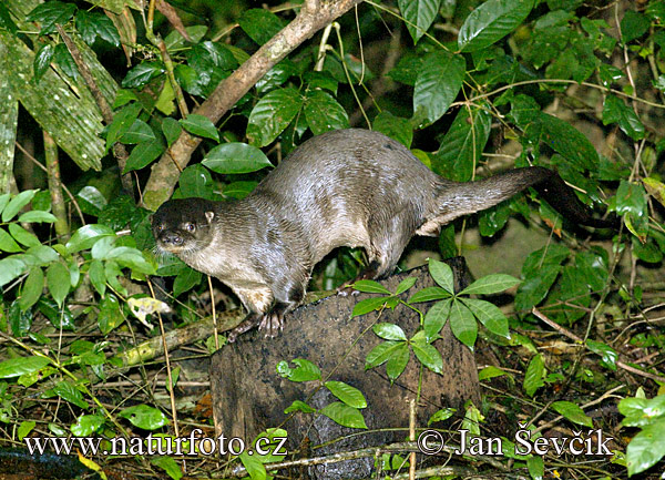 Neotropische Otter (Lutra longicaudis)