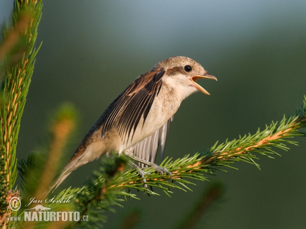 Neuntöter (Lanius collurio)