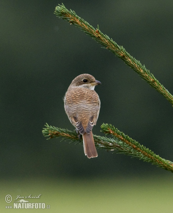 Neuntöter (Lanius collurio)