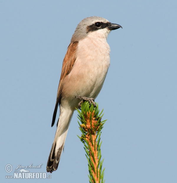 Neuntöter (Lanius collurio)