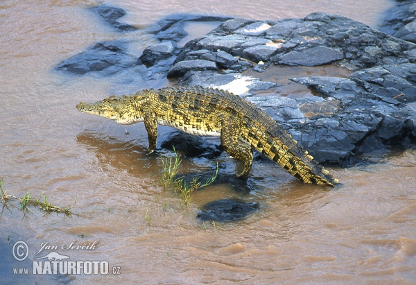 Nilekrokodil (Crocodylus niloticus)