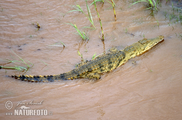 Nilekrokodil (Crocodylus niloticus)