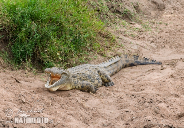 Nilekrokodil (Crocodylus niloticus)