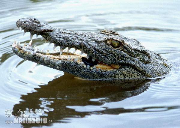 Nilekrokodil (Crocodylus niloticus)