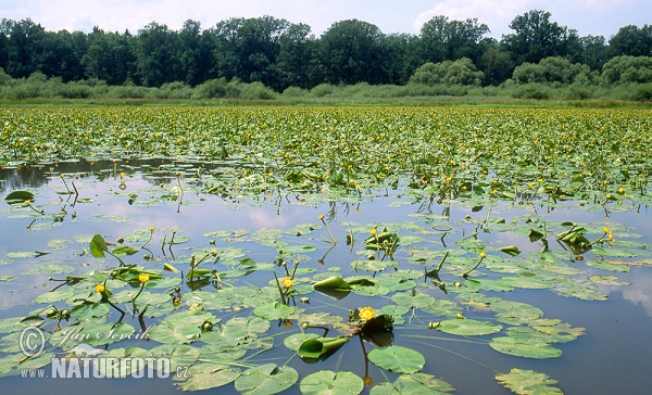 Novořecké Sümpfe, Natur Reservation (Tre)