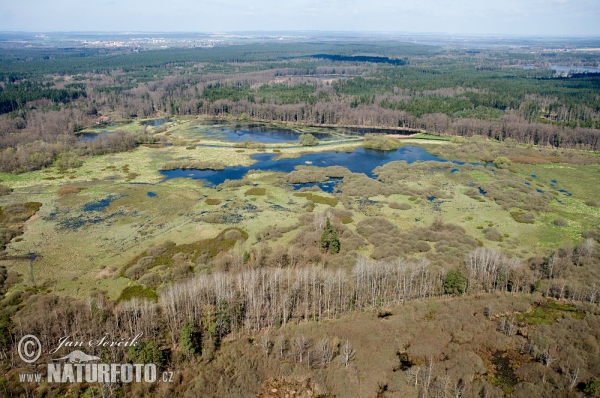 Novořecké Sümpfe, Natur Reservation (AIR)