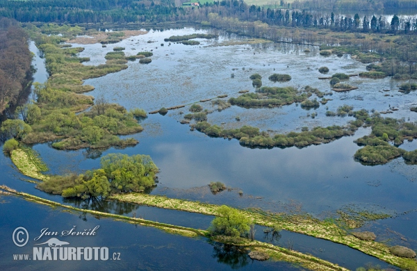 Novořecké Sümpfe, Natur Reservation (AIR)