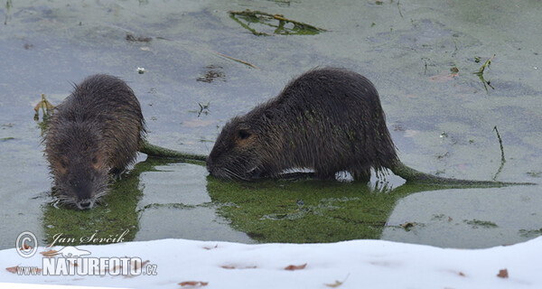 Nutria, Sumpfbiber (Myocastor coypus)