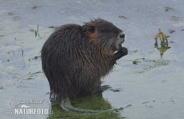 Nutria, Sumpfbiber (Myocastor coypus)