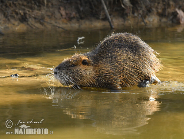 Nutria, Sumpfbiber (Myocastor coypus)