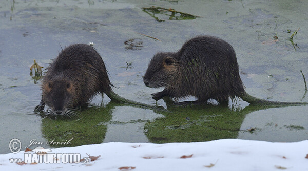 Nutria, Sumpfbiber (Myocastor coypus)