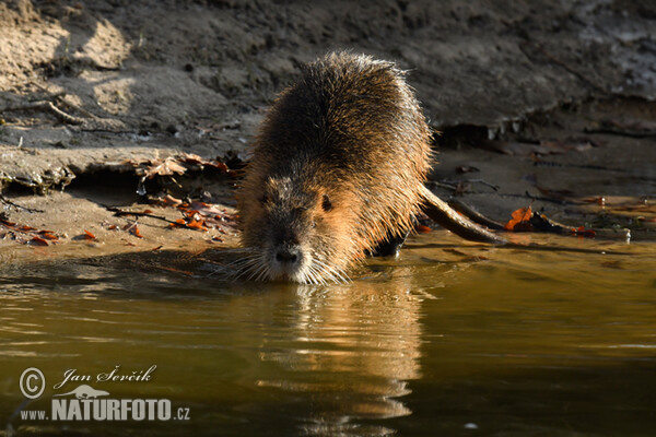 Nutria, Sumpfbiber (Myocastor coypus)