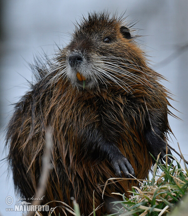 Nutria, Sumpfbiber (Myocastor coypus)