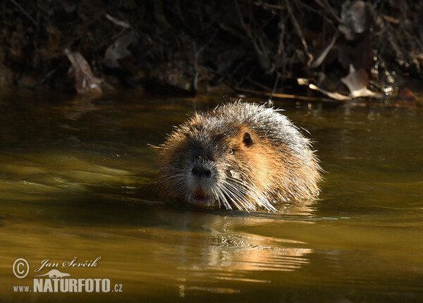 Nutria, Sumpfbiber (Myocastor coypus)