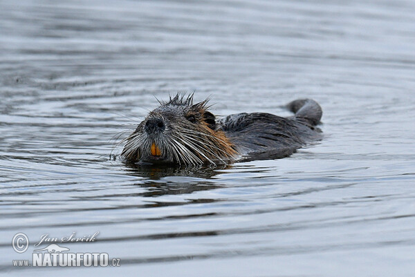 Nutria, Sumpfbiber (Myocastor coypus)