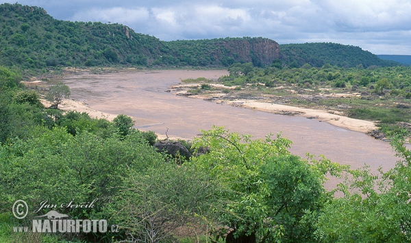 Olifants Fluss, Kruger NP (ZA)