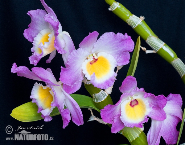 Orchidee (Dendrobium sp.)