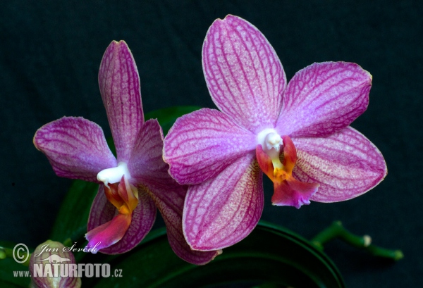 Orchidee (Phalaenopsis sp.)