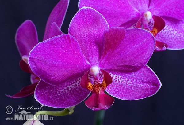 Orchidee (Phalaenopsis sp.)