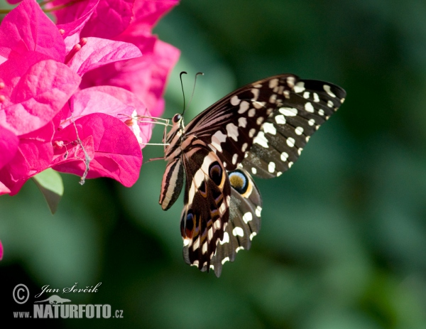 Papilio demodocus (Papilio demodocus)