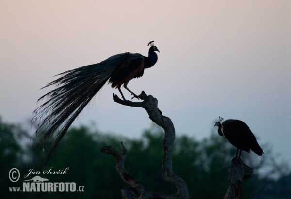 Pfau (Pavo cristatus)