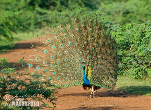 Pfau (Pavo cristatus)