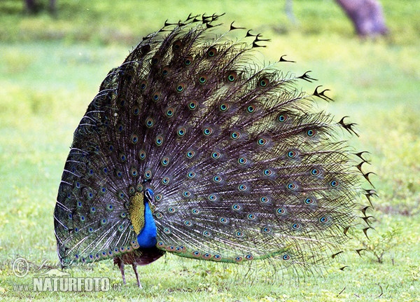 Pfau (Pavo cristatus)