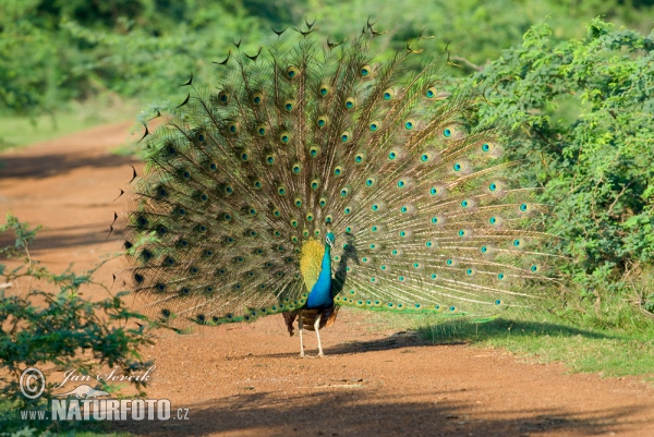 Pfau (Pavo cristatus)