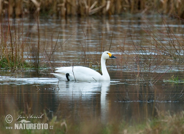 Pfeifschwan (Cygnus columbianus)