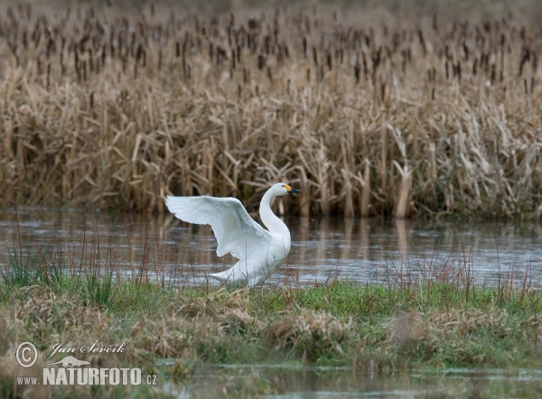 Pfeifschwan (Cygnus columbianus)