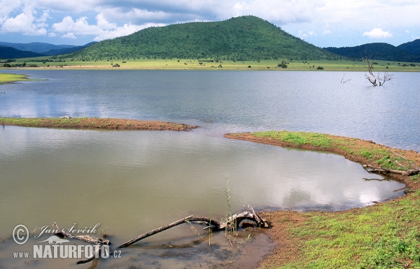 Pilanesberg NP, Mankwe (ZA)