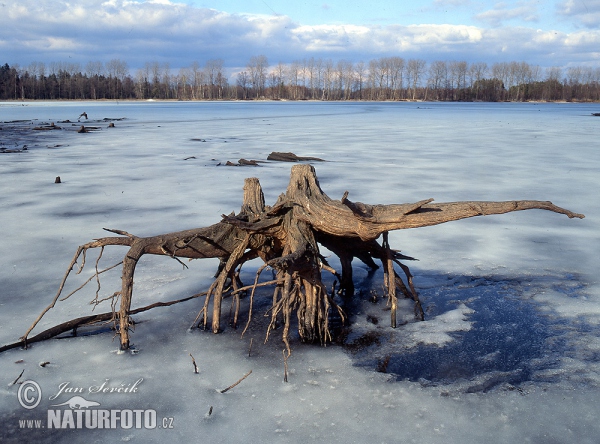 Podsedek Teich (Tre)