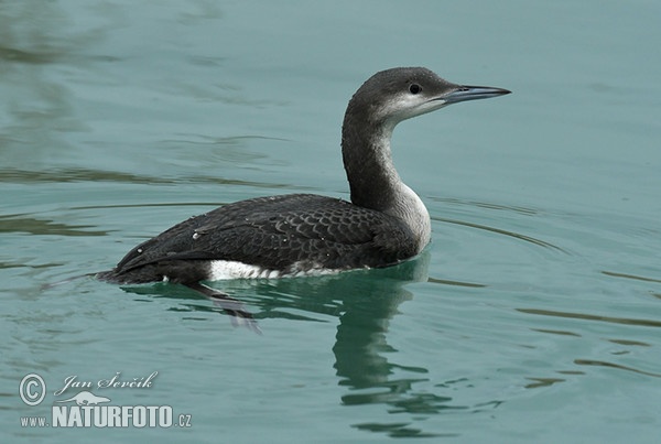 Prachttaucher (Gavia arctica)